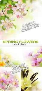 Spring flowers 2