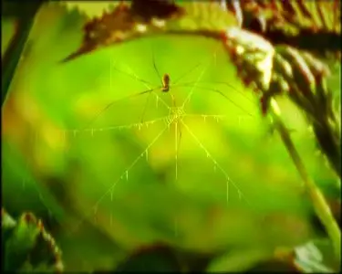 Minuscule / Минускулы (2007) [ReUp]