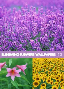 Blooming Flowers Wallpapers 2