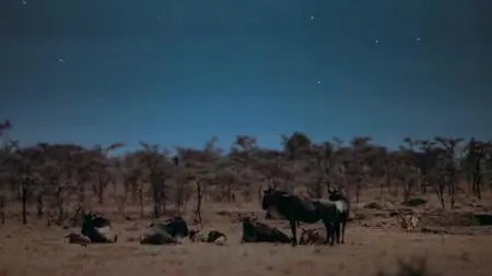 Earth at Night in Color S01E01