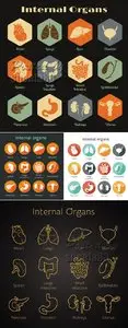 Internal Organs Vector