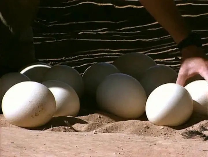 Золотой глобус. 13. ЮАР