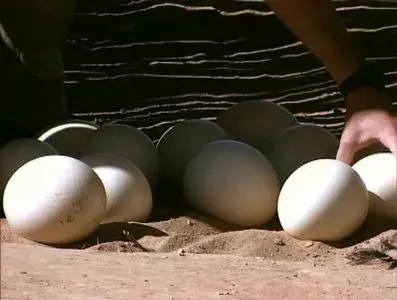 Золотой глобус. 13. ЮАР