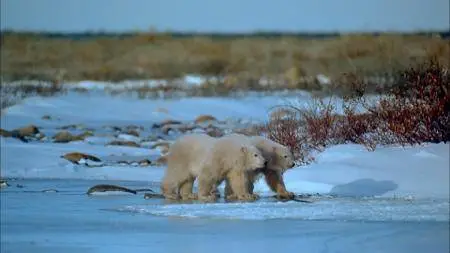 Alaska: Spirit of the Wild (1998)