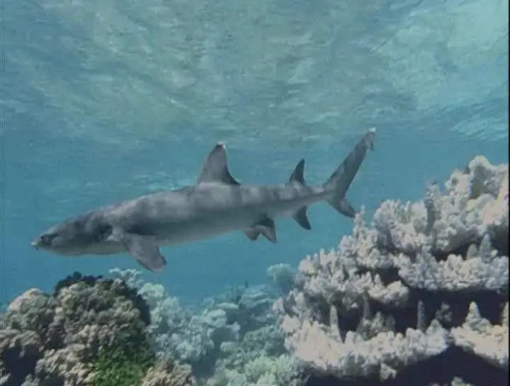 Прирожденные охотники. Диск 1