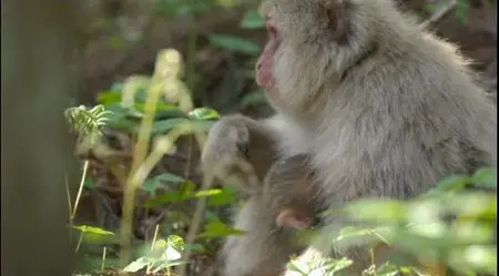 NATURE: Snow Monkeys (2014)