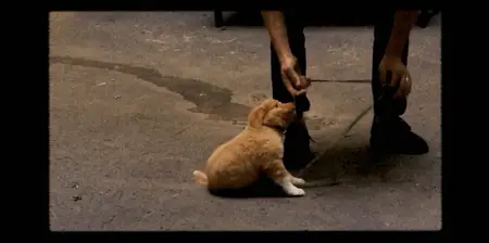 Good Boy (2025)