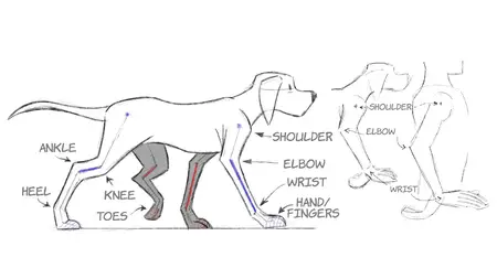 2D Animation: Animal Walk Cycles [Repost]