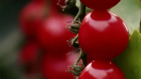 BBC - Carluccio and the Renaissance Cookbook (2007)
