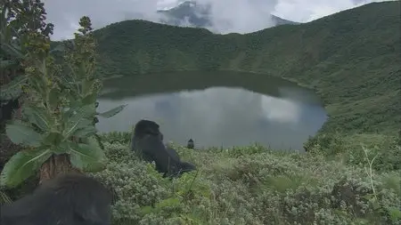 BBC: Mountain Gorilla. Ep2 - Last Stand of the Silverback King / BBC: Горная горилла. Серия 2 (2010) [ReUp]