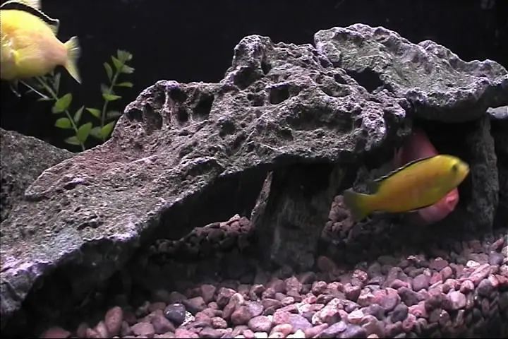 Plasmaquarium Aquarium (2005)