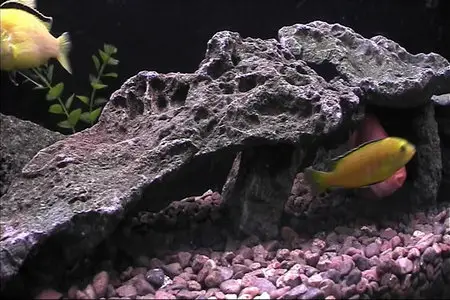 Plasmaquarium Aquarium (2005)