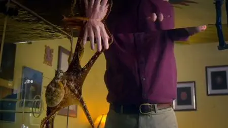 BBC - Natural World: The Octopus in My House (2019)