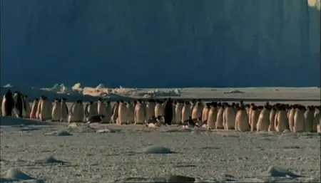 100 Years of Wildlife Films part 2 Television