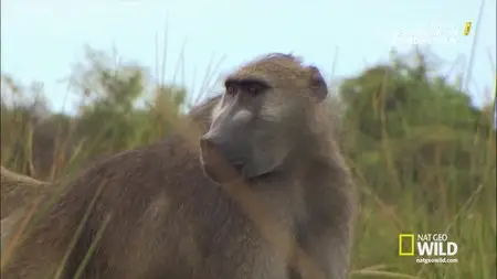 National Geographic - Destination Wild: Swamp Of The Baboons (2015)