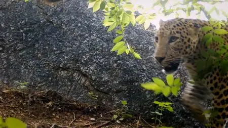 NG. - Wild Cats of India: Big Cat (2020)
