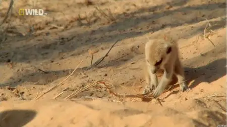 National Geographic - Mighty Meerkats (2012)
