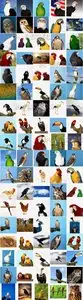 Polka Dot Images ITF161 — Birds