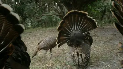 PBS - NATURE: My Life as a Turkey (2011)