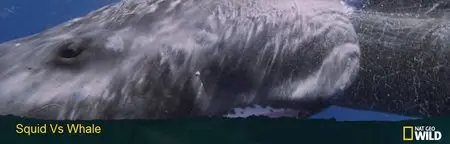 National Geographic - Squid Vs Whale (2012)
