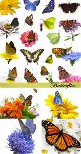 Stock Photo: Butterflies