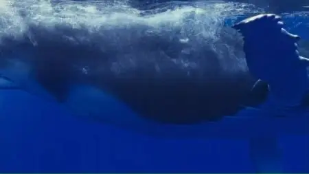 Ocean Voyager (2007)