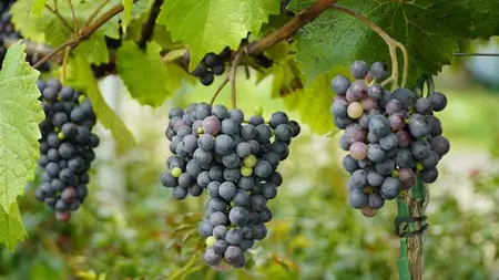 Wine Basics Made Simple: Tasting Skills, Pairing, And Region