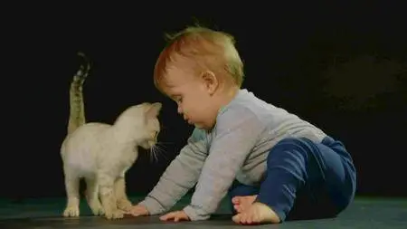 ITV - The Story of Cats: Series 1 (2016)