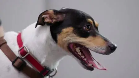 The Vet Life S03E03