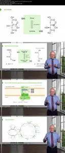Carbohydrate Metabolism