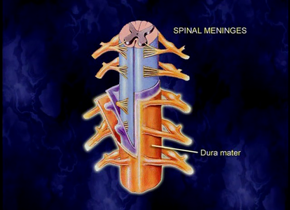 TTC Video - Understanding the Human Body: An Introduction to Anatomy and Physiology