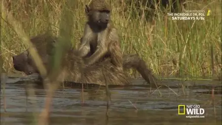 National Geographic - Destination Wild: Swamp Of The Baboons (2015)