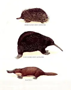 Dr. Philip Whitfield, Longman's Illustrated Animal Encyclopedia - Mammals