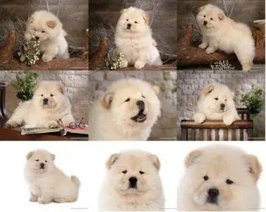 Lovely Chow Chow