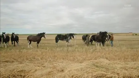 BBC - Clydesdale: Saving the Greatest Horse (2020)