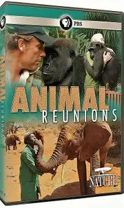 PBS - Nature: Animal Reunions (2019)