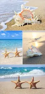 Stock Photo - Seashells & Starfishes