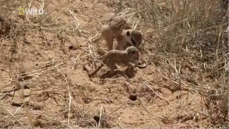 National Geographic - Mighty Meerkats (2012)
