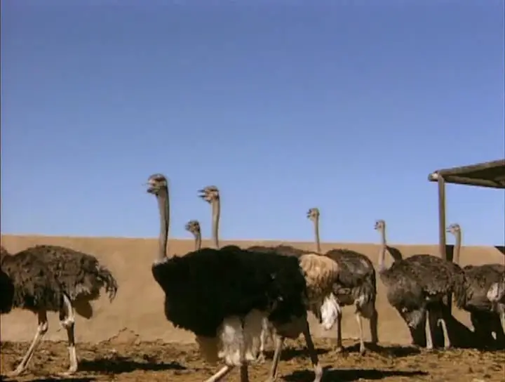 Золотой глобус. 13. ЮАР