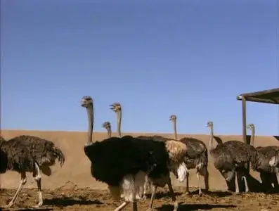 Золотой глобус. 13. ЮАР