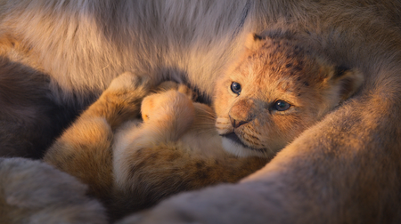 The Lion King (2019) [4K, Ultra HD]