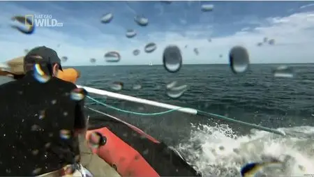 National Geographic - Squid Vs Whale (2012)