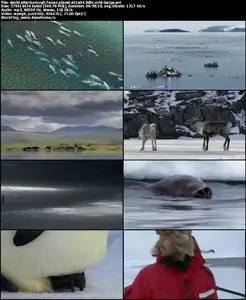 David Attenborough Frozen Planet S01E04