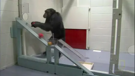 National Geographic - Human Ape (2011)