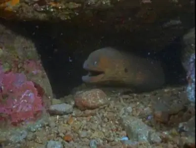 Прирожденные охотники. Диск 1