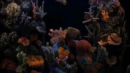 HD Moods: Aquarium (2008) [ReUp]