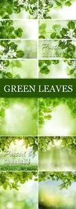 Stock Photo - Green Leaves Backgrounds