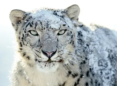 Mac OS X Snow Leopard - New  HOT Wallpapers