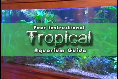 Your Instructional Tropical Aquarium Guide