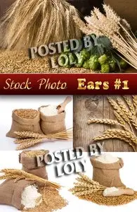 Ears and wheat #1 - Stock Photo